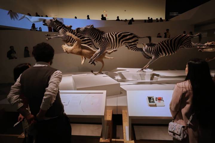 animales naturalizados en el parque de las ciencias de granada