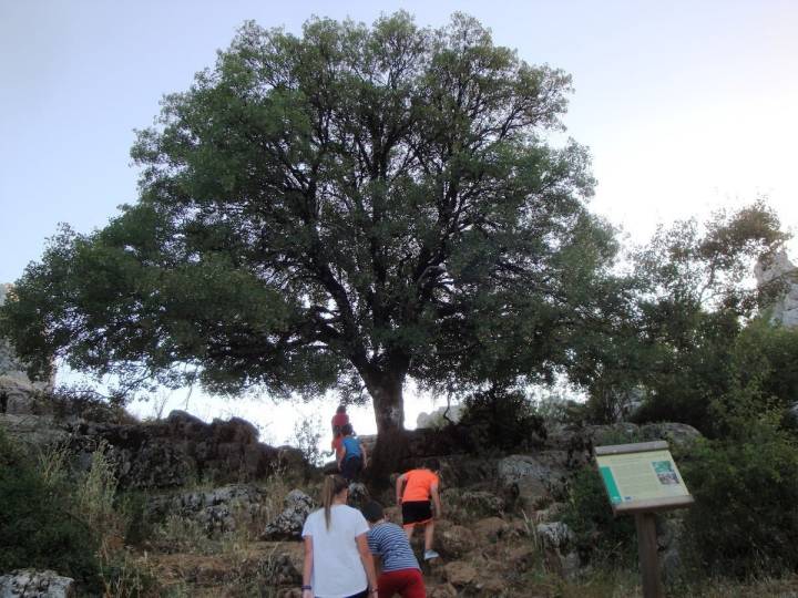 La ruta verde también pasa por El Arce de Montpellier. Foto: Parque Natural Torcal de Antequera.