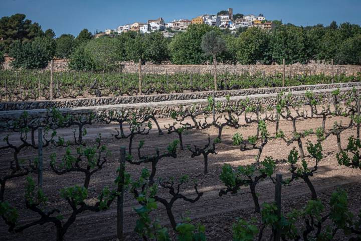 El Vendrell 29/04/23 Visita guiada a la bodega Avgvstvs Forvm. Así como también comida en el espacio gastronomico.AUTOR: MANU MITRU