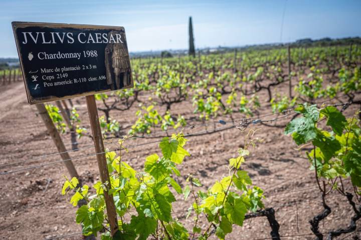 El Vendrell 29/04/23 Visita guiada a la bodega Avgvstvs Forvm. Así como también comida en el espacio gastronomico.AUTOR: MANU MITRU