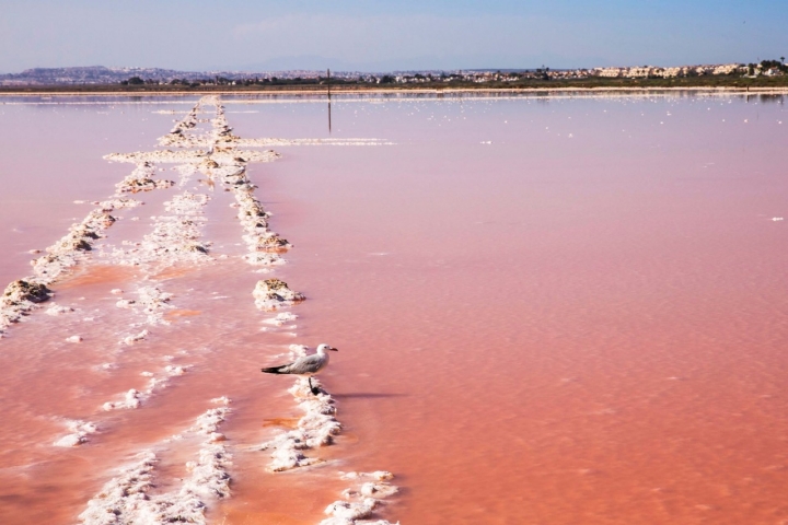 A pesar de la gran salinidad de las lagunas, aquí habitan muchas especies de aves.