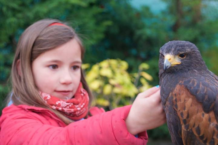 Aquí permiten sujetar a las rapaces y, para los más atrevidos, también acariciarlas.