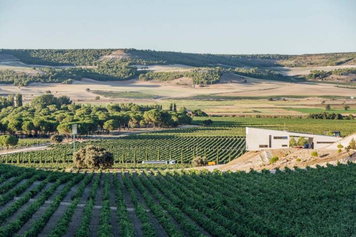 Esta bodega ofrece una de las mejores vistas de la Ribera del Duero.