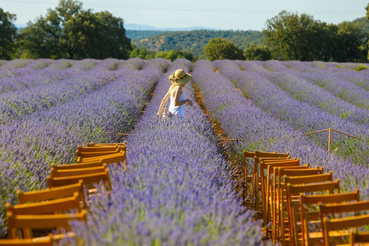 Campo de lavanda.