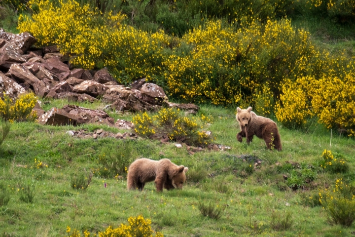 Oseznos comiendo.