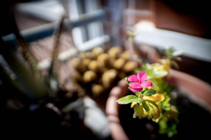 La fotografía macro te da una perspectiva diferente de lo que te rodea.