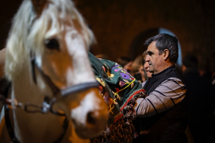 Los animales son engalanados con hermosos tapetes bordados.