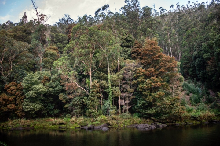 La Pesquería del Tambre: bosque