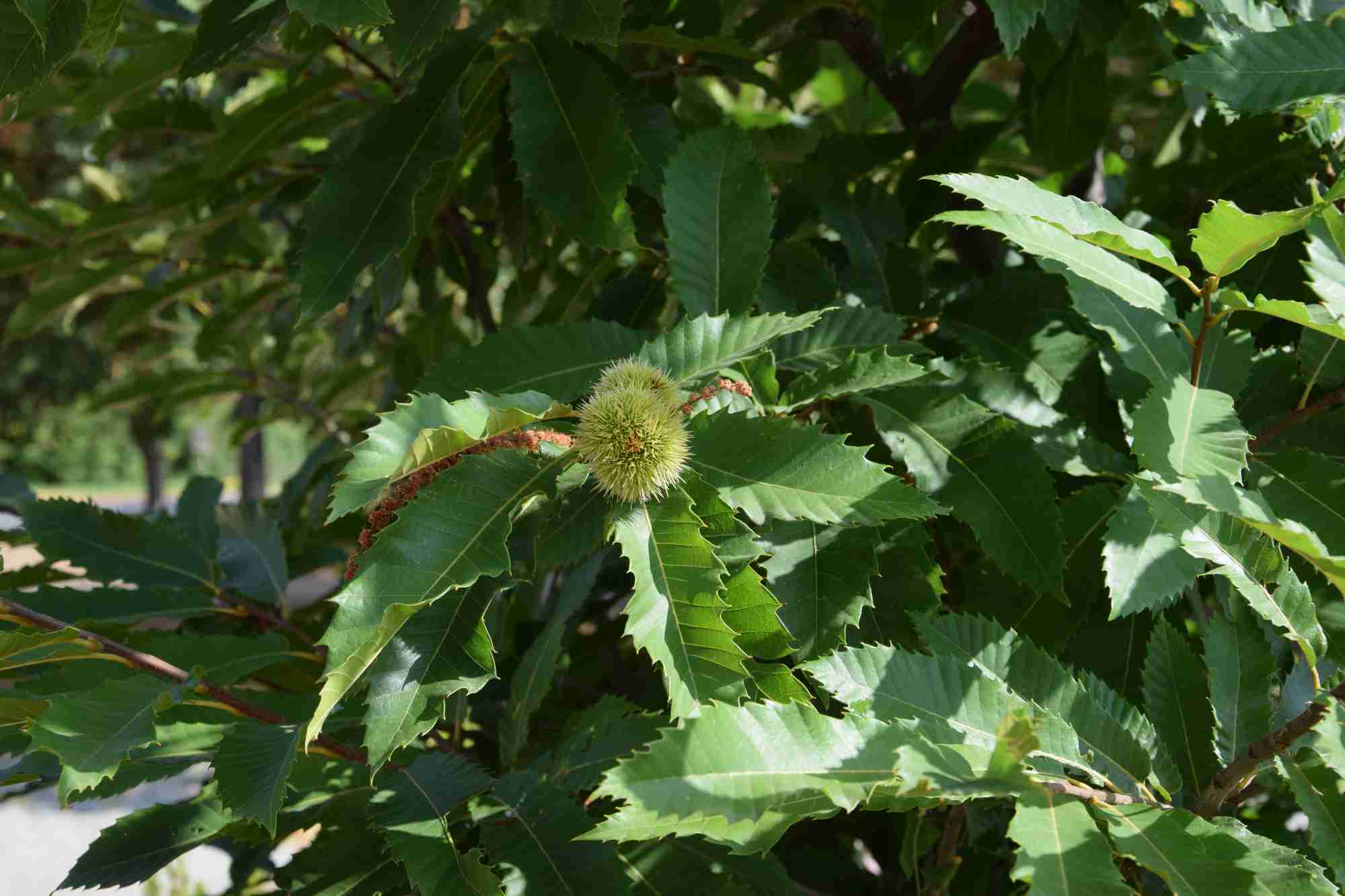 Castaños del Real Jardín Botánico Alfonso XIII Madrid.