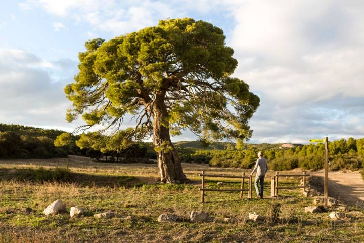 Ruta aguarales Valpalmas pino