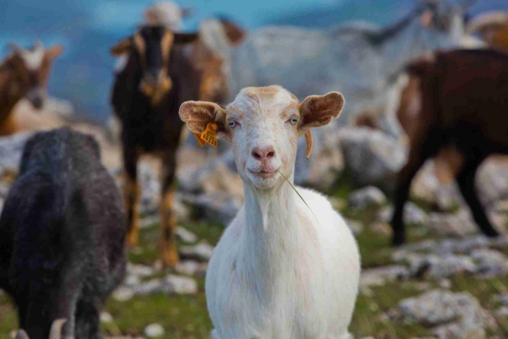 Zona alta del Torcal de Antequera donde es habitual cruzarse con el ganado.