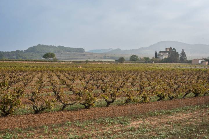 Vistas desde los viñedos de la bodega AT Roca