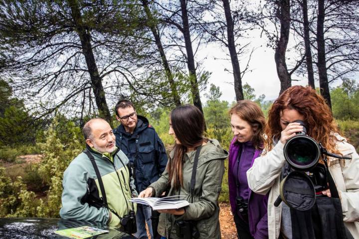 Incursión a uno de los pinares de las Hoces del Cabriel para encontrar alguno de los ejemplares que frecuentan la zona.