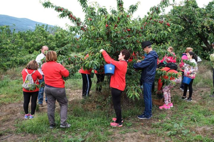 El grupo se divide en cuadrillas para trabajar en árboles diferentes.