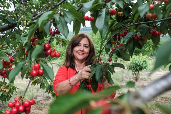 Cada vez más personas se acercan al Jerte para aprender a recoger cerezas.