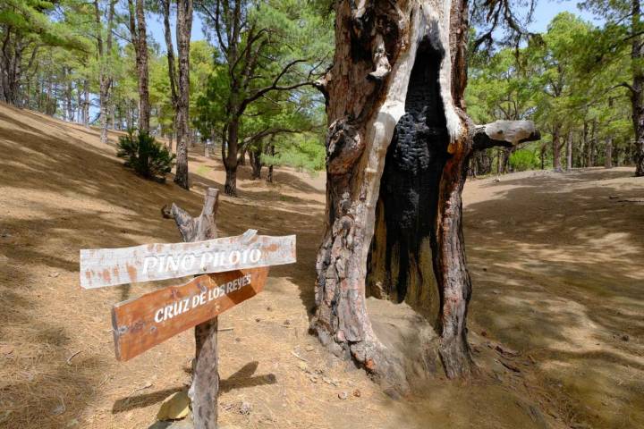 El cartel con el nombre del Pino Piloto a lado de su tronco quemado