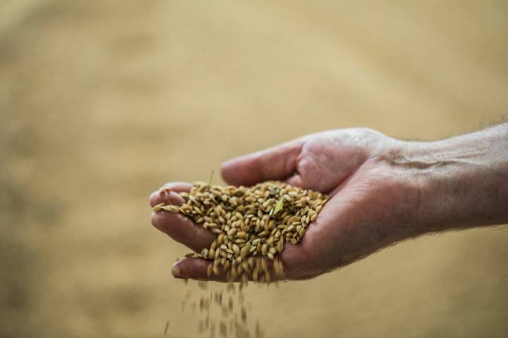 Granos de arroz integral