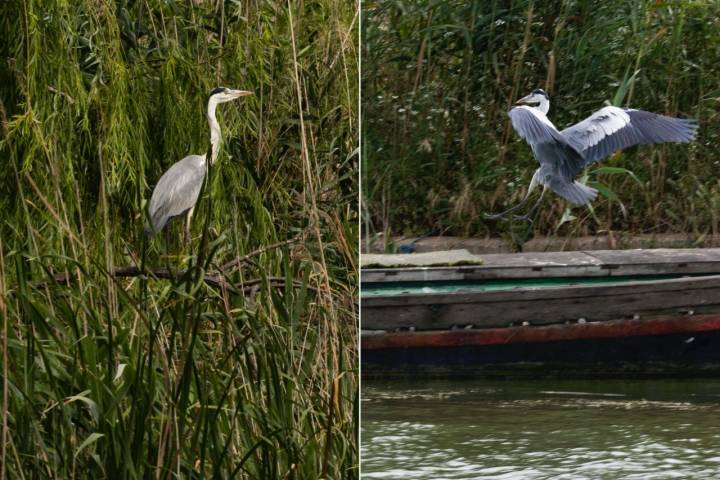 Dos ejemplares de garzas en la Albufera