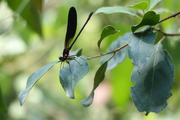  Mariposas y libélulas juguetean en el aire 