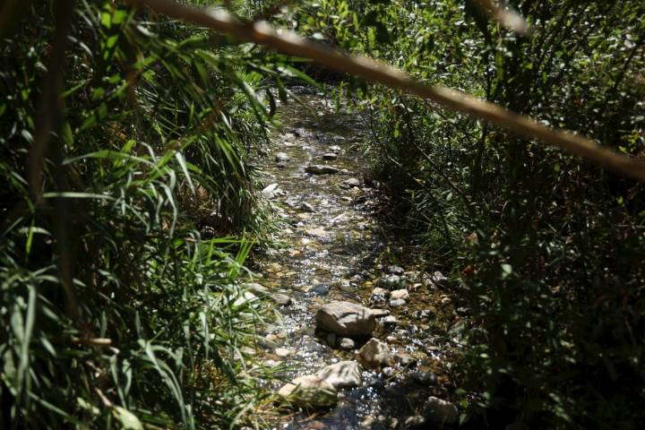 Los pinos y algarrobos aportan la sombra