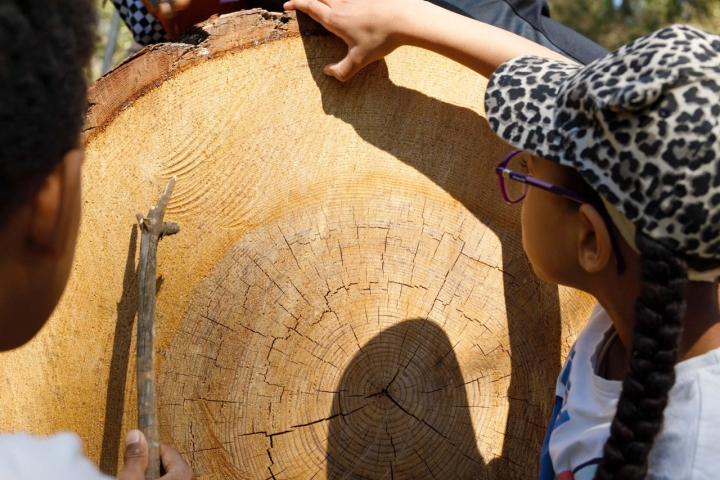 Niños cuentan la edad de un árbol