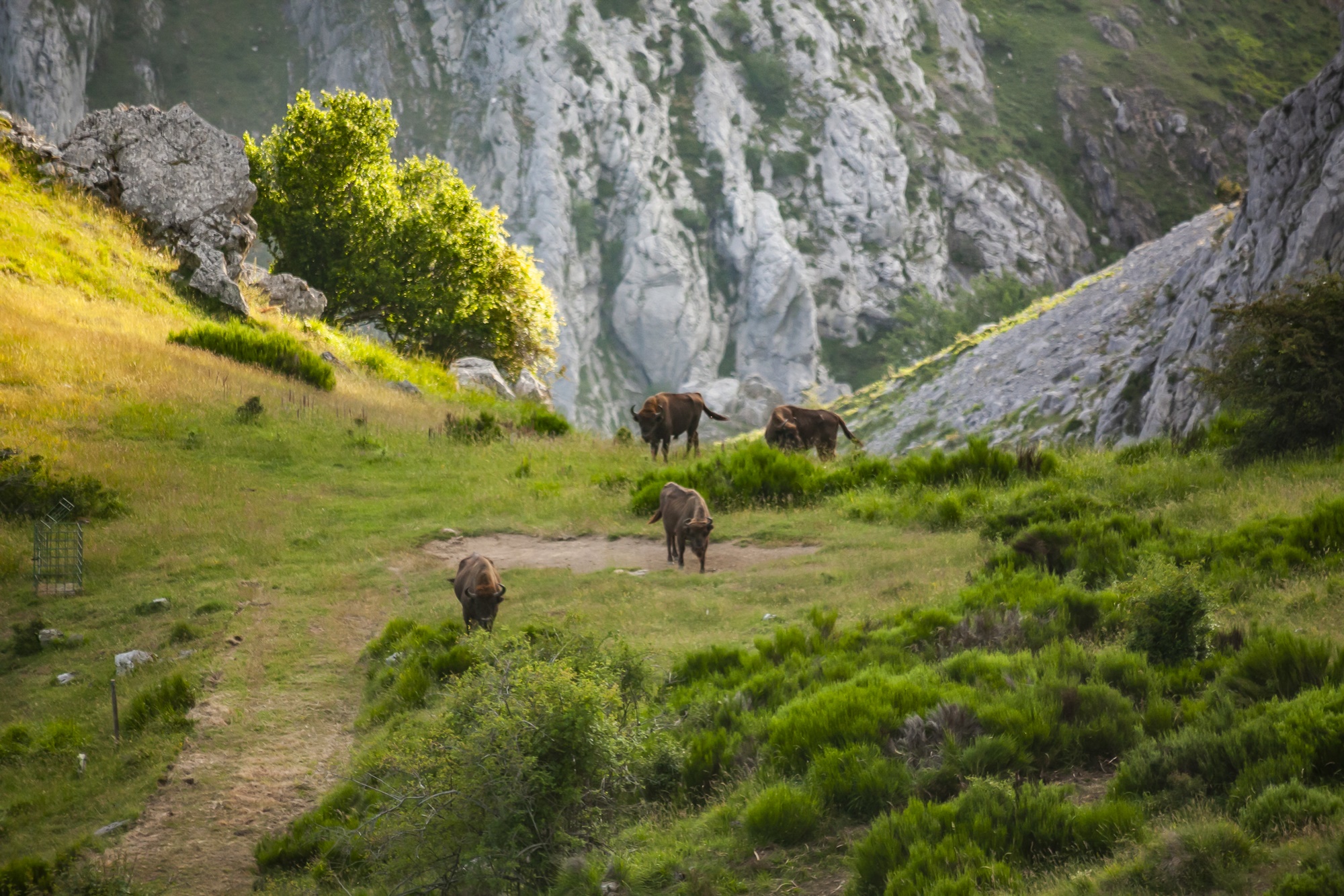 Safari Riaño