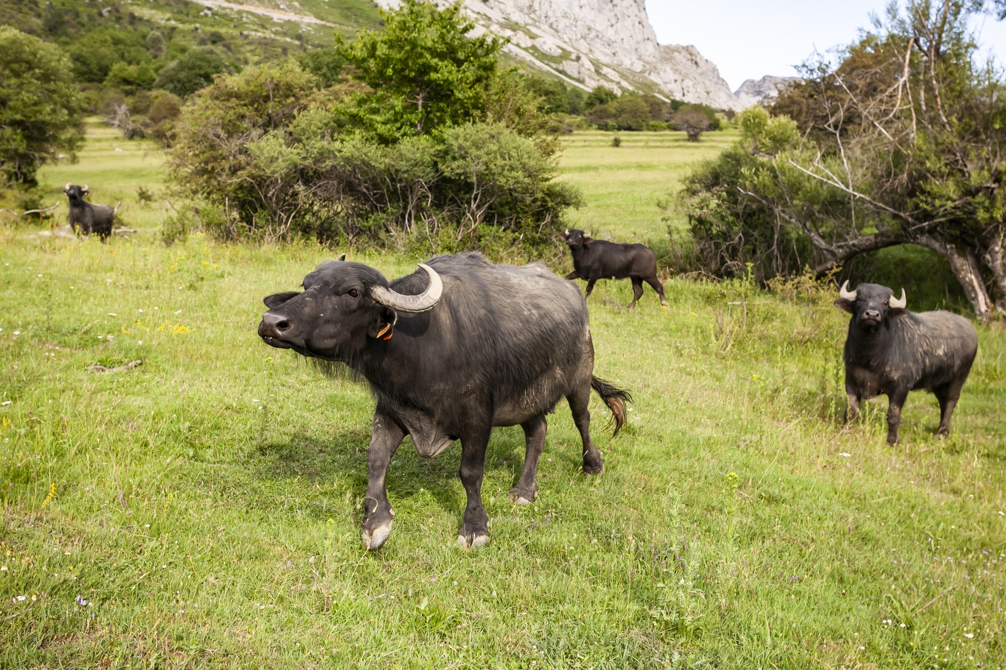 Safari Riaño