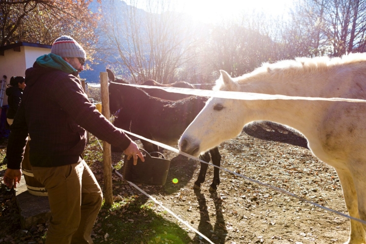 Un hombre da de comer a uno de los caballos