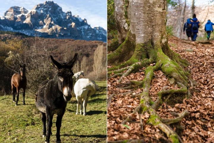 El burro Urko, del Centro Ecuestre El Betato