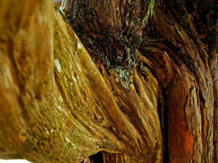 El tronco del tejo visto de cerca, en la Braña de los Tejos, Cantabria.