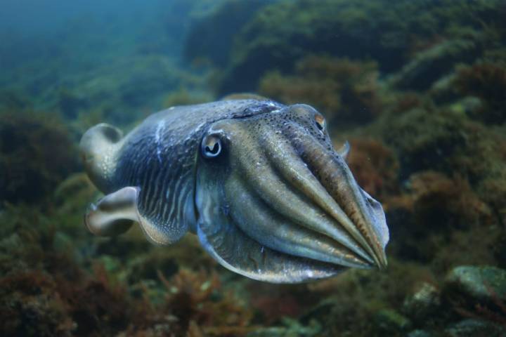 Buceo en Asturias sepia