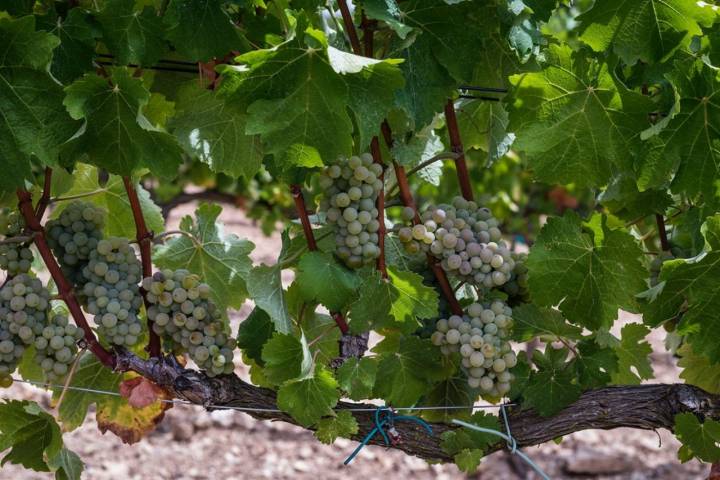 Camí del Riu: uvas de los viñedos de Tayaimgut