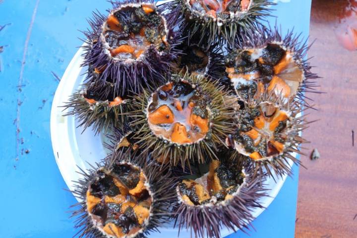 Primer plano de un plato de erizos de mar. Foto: Manuel Fernández.