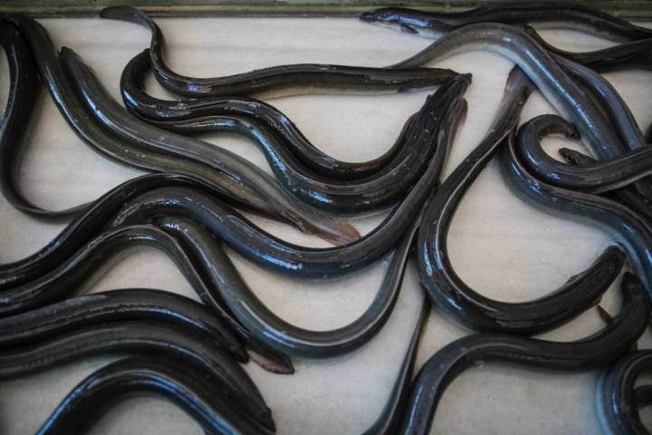 Anguilas recién sacadas de la piscina de la piscifactoría de Anguilas El Galet, en Catarroja, Valencia.