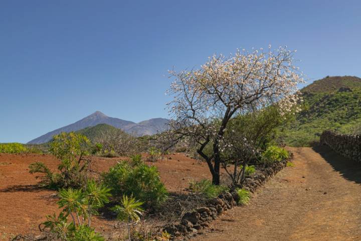 Santiado del Teide.