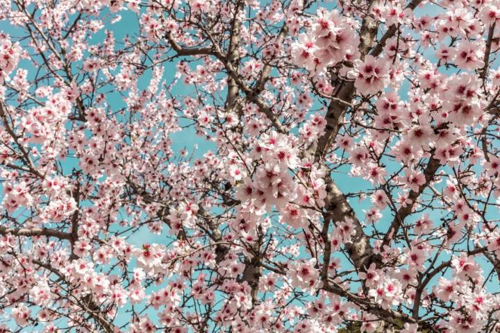 Almendro en flor. 