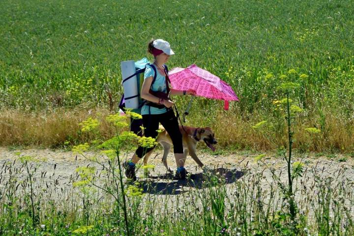 Camino Santiago perro