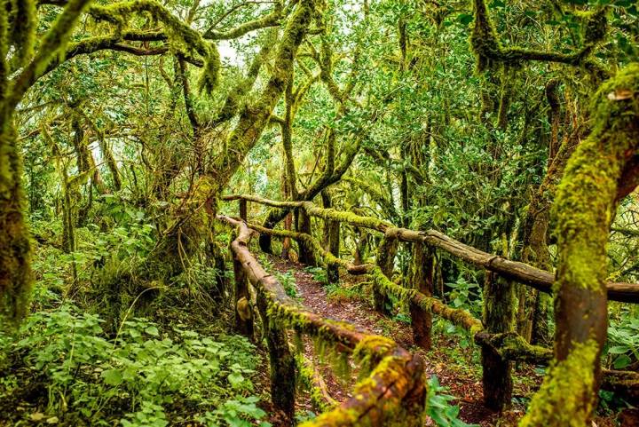 Sendero en el fresquito bosque de la laurisilva del Parque Garajonay. Foto: shutterstock.