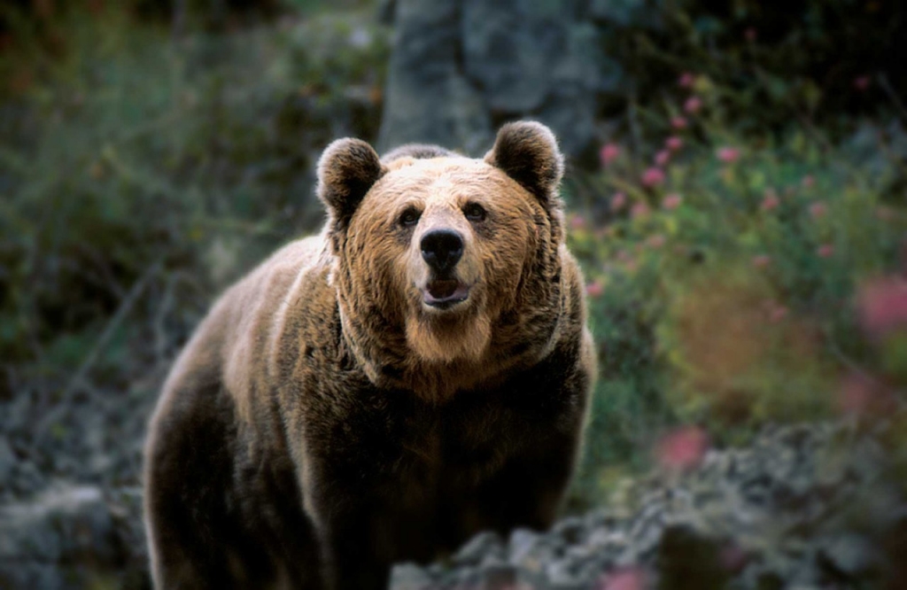 En busca del escurridizo oso pardo cantábrico En busca del escurridizo oso pardo cantábrico