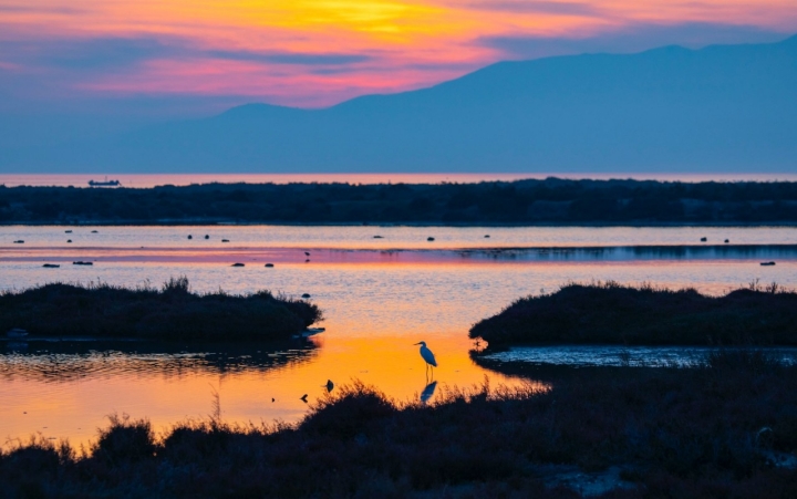 Flamencos en el Delta del Ebro (Tarragona)