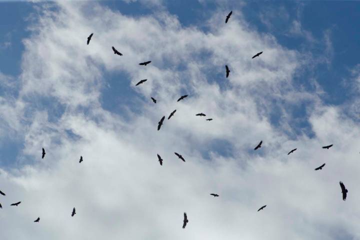 Los buitres planean en el cielo ayudándose de las corrientes térmicas.