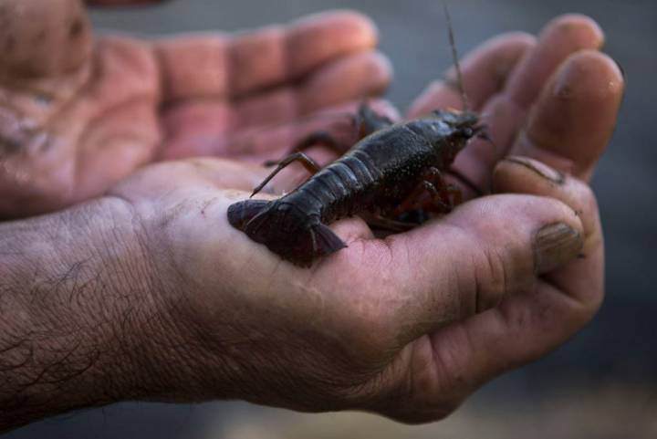 Los cangrejos de río se preparan con la receta tradicional.