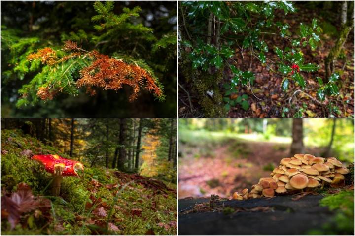 Se puede encontrar amanita cesarea.