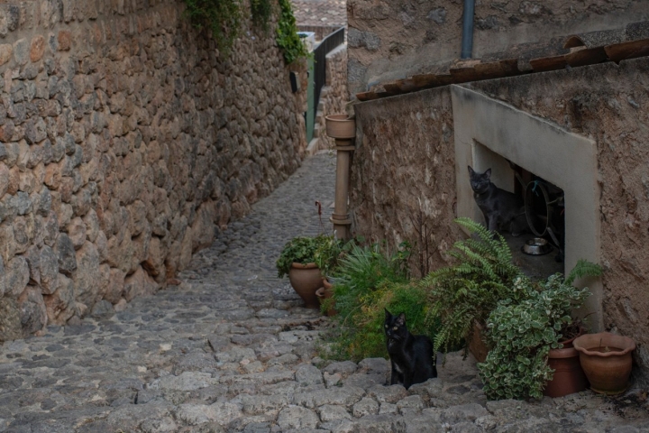 Algunos gatos salen a saludar al caminante.