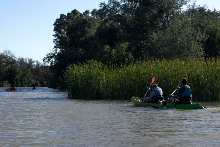 La Ruta de la Isla discurre por un tramo del Guadalquivir de aguas mansas y profusa vegetación. En los juncos de la imagen habitan varias especies de patos.