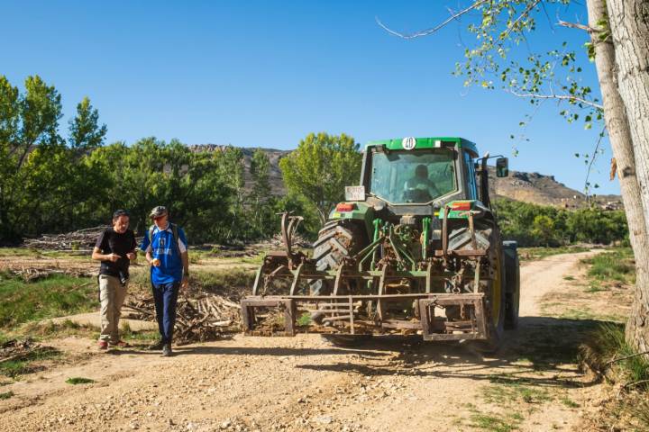 Los olivos son parte inseparable del paisaje de la provincia de Teruel.