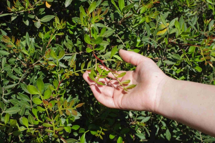Detalle de la hoja del Lentisco, una de las plantas más habituales durante el camino.