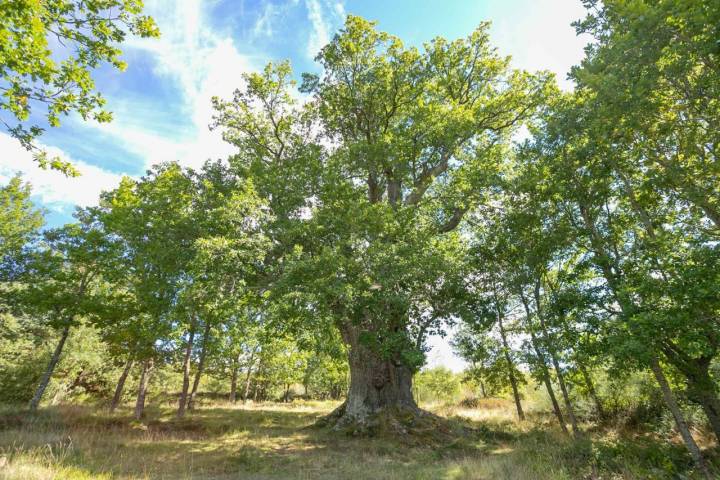 La Piruta, el roble milenario que habita los recuerdos de todo el valle.