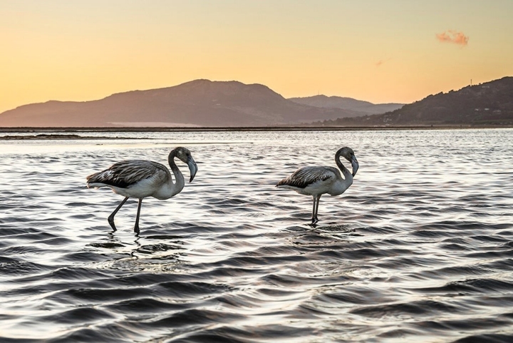 No todo es surf en Tarifa. En la foto: flamencos en el río Jara. Foto: Stefan Schmidt