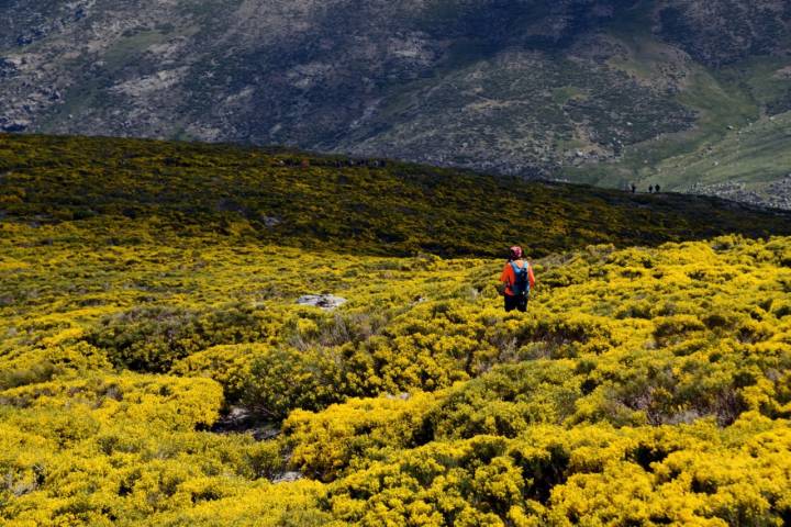 Piornos en flor en Gredos (apertura)